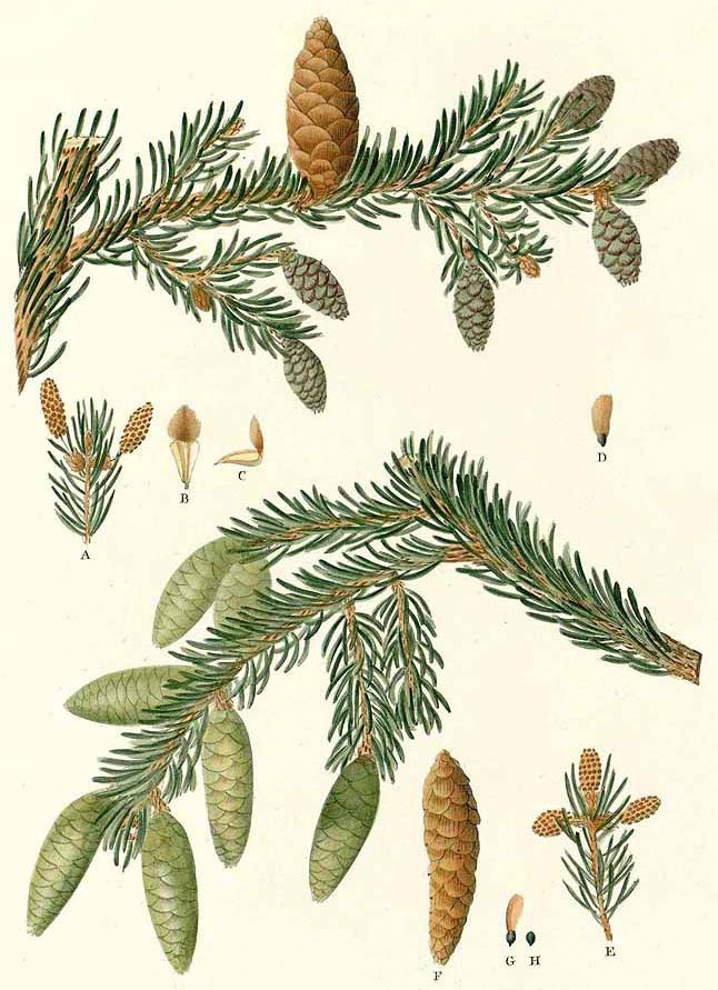 Ель чёрная (Picea mariana)