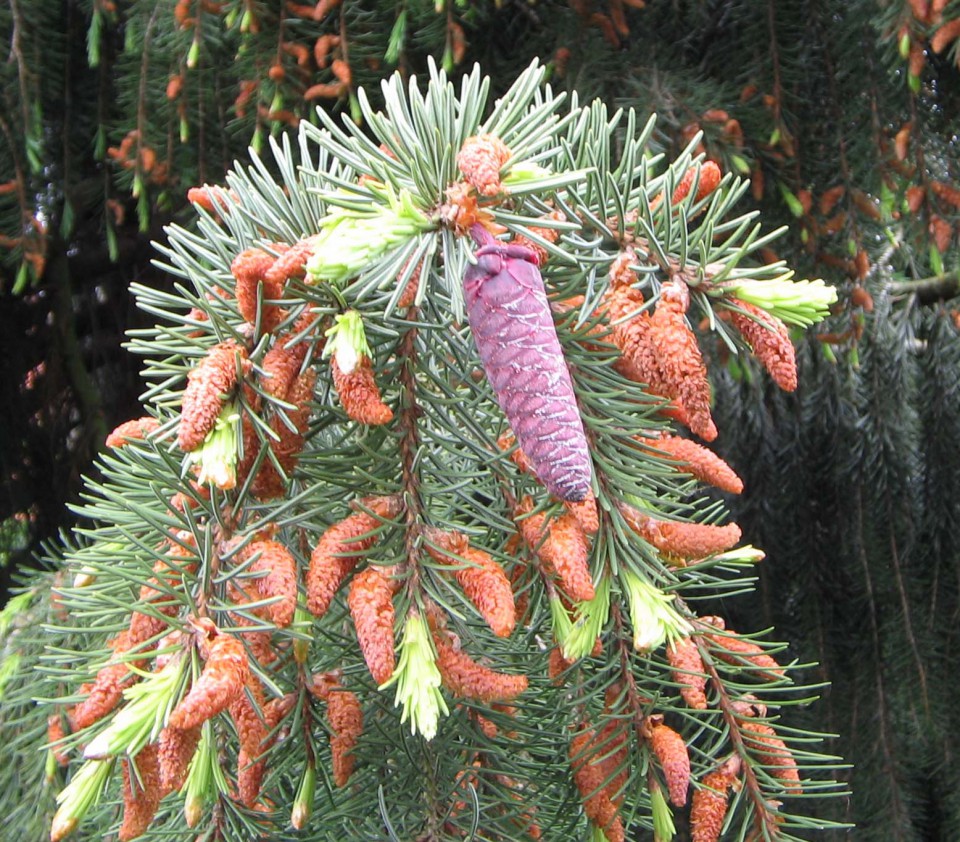 Ель Бревера (Picea Breweriana)