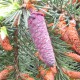 Ель Бревера (Picea Breweriana)