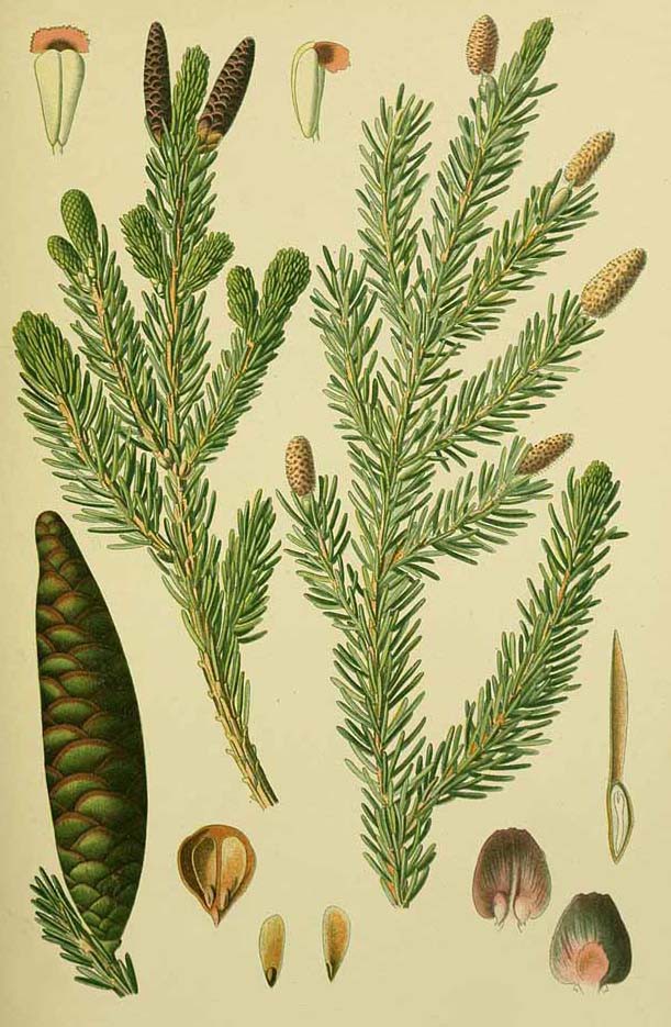 Ель восточная (Picea orientalis)