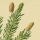 Ель восточная (Picea orientalis)