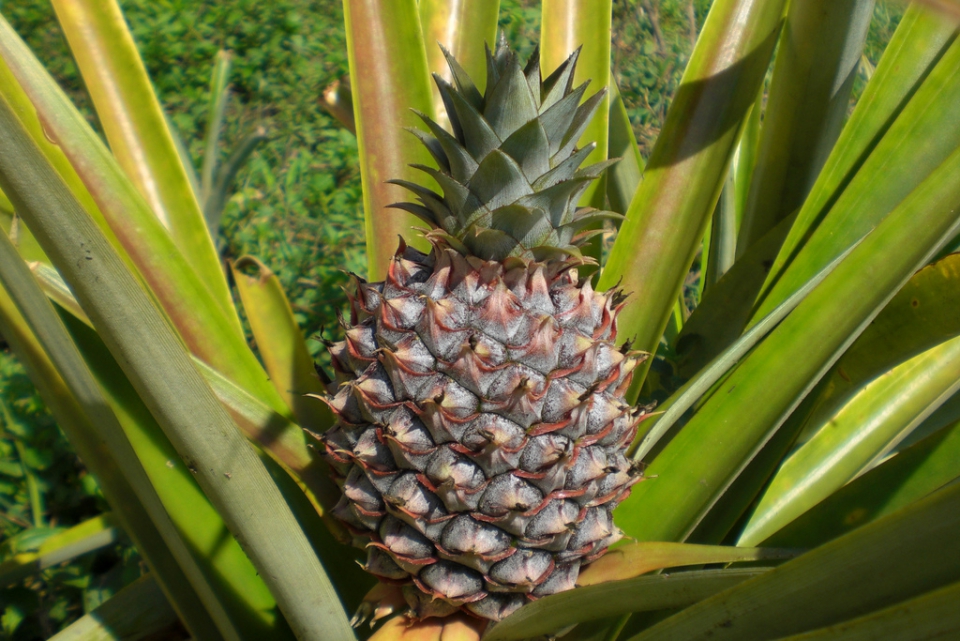 Ананас крупнохохолковый (Ananas comosus)