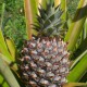 Ананас (Ananas)