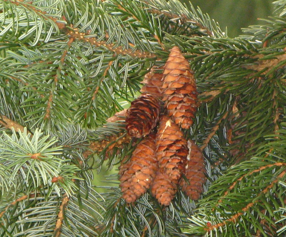 Ель сербская (Picea omorica)