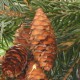 Ель сербская (Picea omorica)