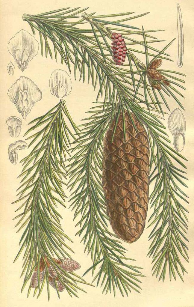 Ель шиповатая или восточно-гималайская (Picea spinulosa)