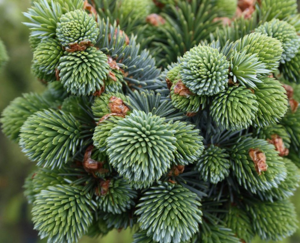 Ель ситхинская (Picea sitchensis)