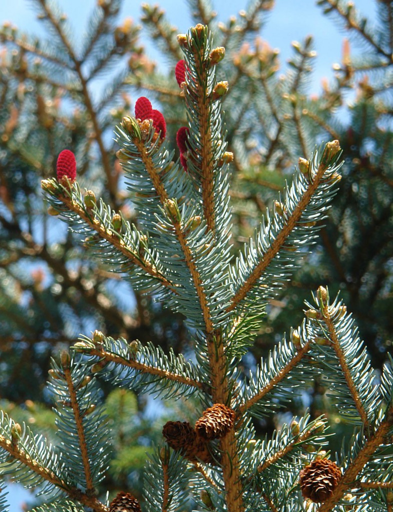 Ель хондская (Picea hondoensis)