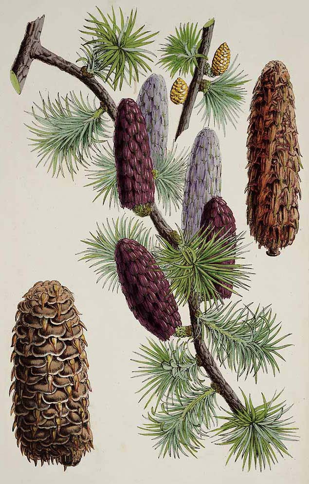 Лиственница Гриффита (Larix Griffithii)