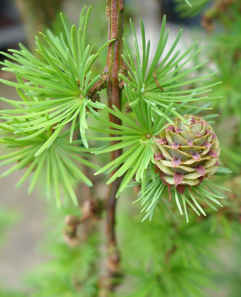 Лиственница Потанина (Larix Potanini)