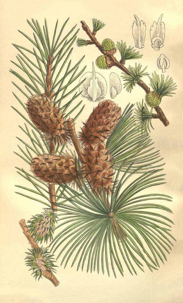 Лиственница западная (Larix occidentalis)