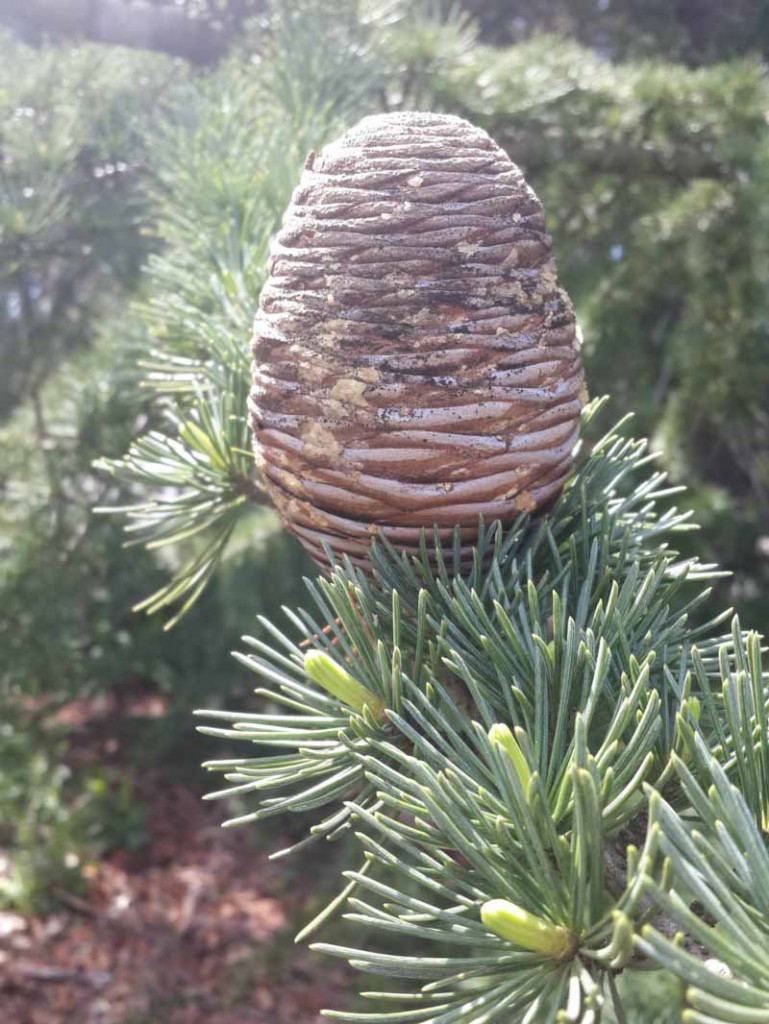 Лиственница Лайэля (Larix Layllii)