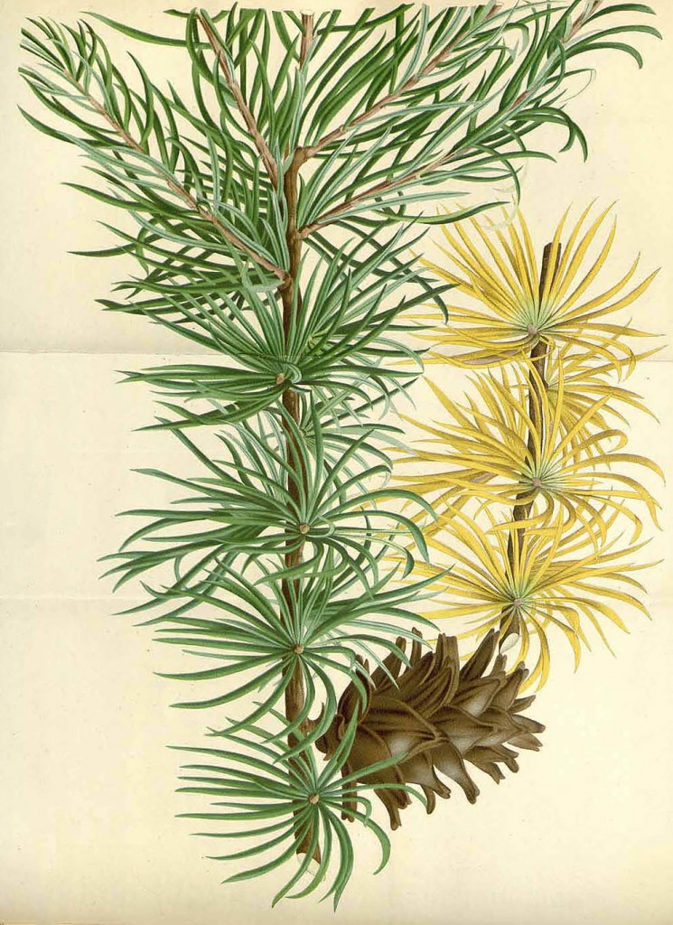 Лиственница тонкочешуйчатая или японская (Larix leptolepis)