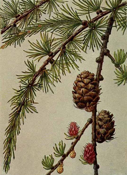 Лиственница польская (Larix polonica)