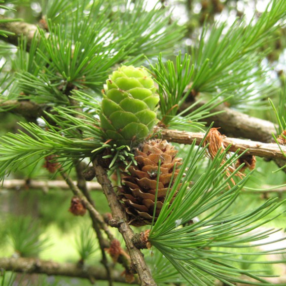 Лиственница широкочешуйчатая (Larix eurolepis Henry)