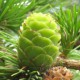 Лиственница широкочешуйчатая (Larix eurolepis Henry)