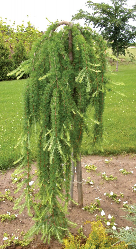 Лиственница плакучая (Larix pendula)