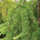 Лиственница плакучая (Larix pendula)