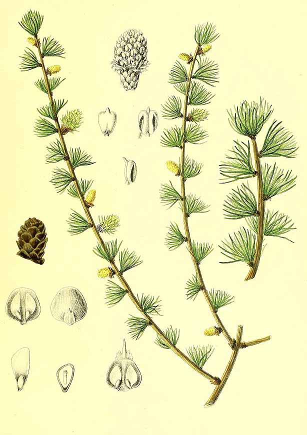 Лиственница сибирская (Larix sibirica)