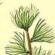 Лиственница сибирская (Larix sibirica)