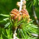 Лиственница Сукачёва (Larix Sukaczewii)