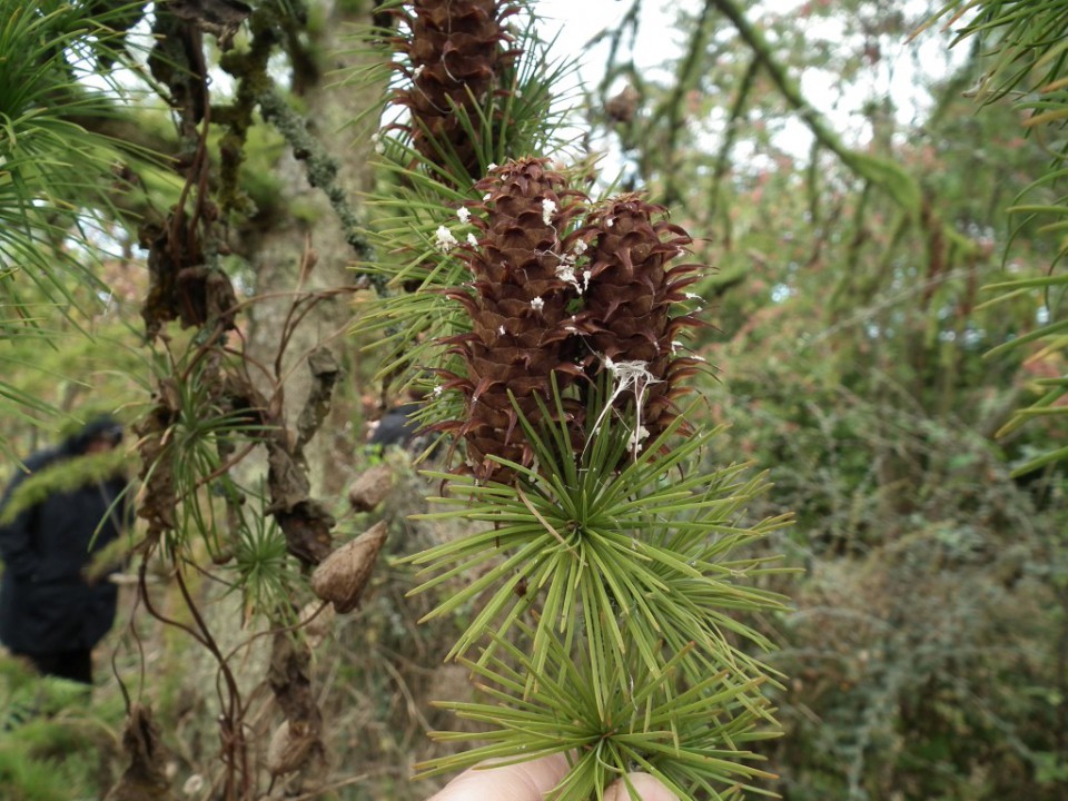 Лиственница даурская (Larix dahurica)