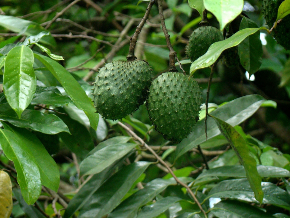 Аннона колючая (Annona muricata)