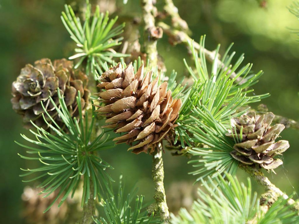 Лиственница Рупрехта (Larix principis Rupprechtii)