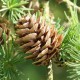 Лиственница Рупрехта (Larix principis Rupprechtii)