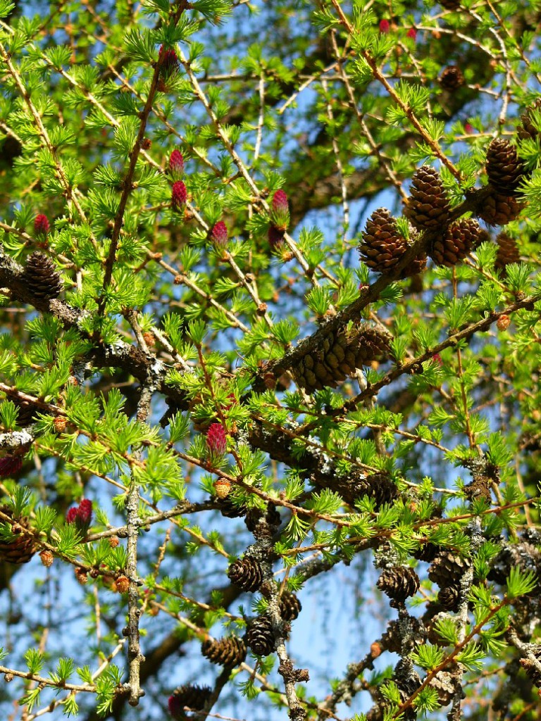 Лиственница Любарского (Larix Lubarskii)