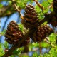 Лиственница Любарского (Larix Lubarskii)