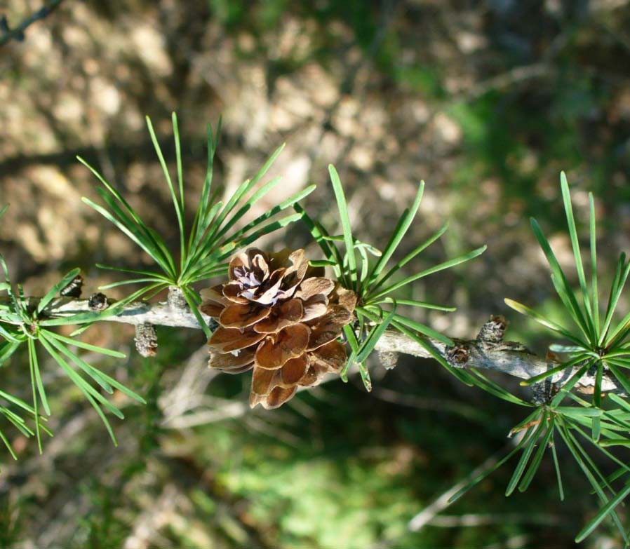 Лиственница приморская (Larix maritima)