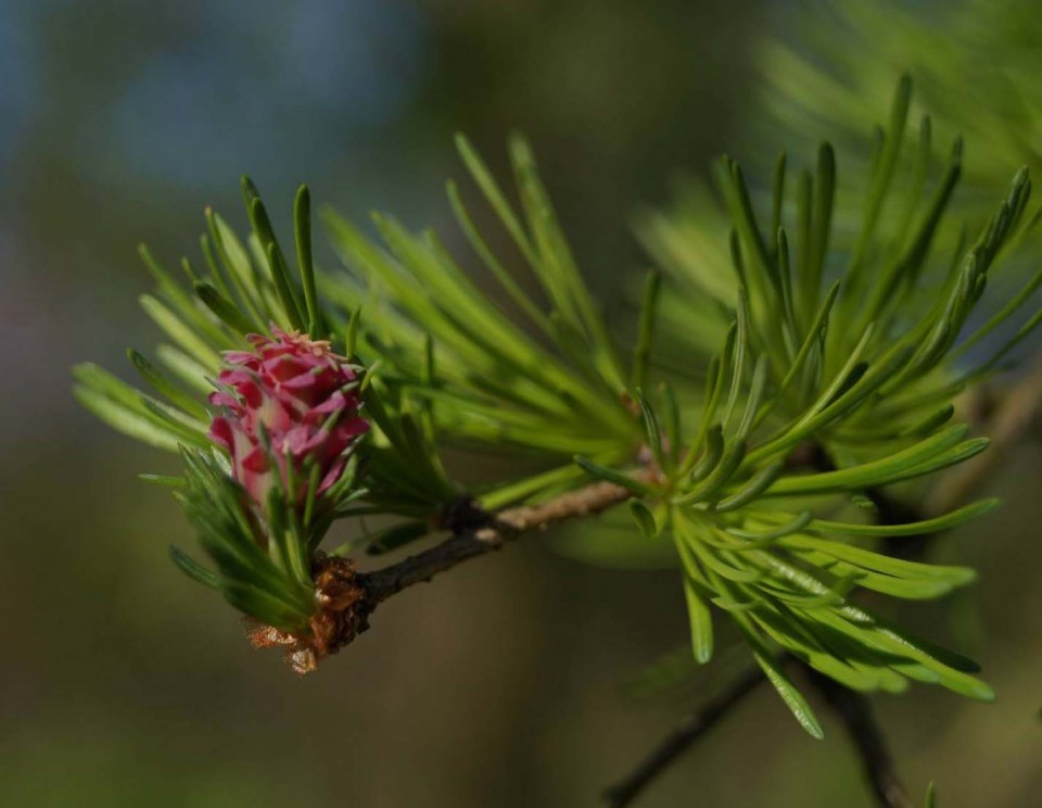 Лиственница курильская (Larix kurilensis)