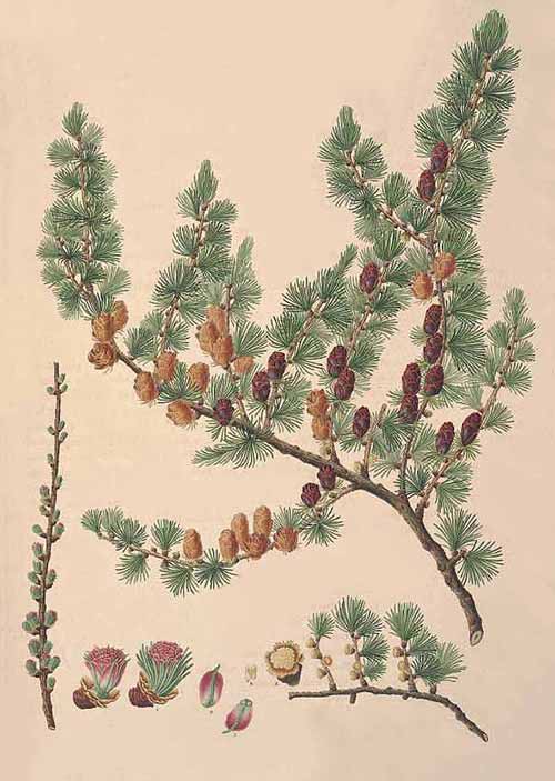 Лиственница американская (Larix americana)