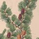 Лиственница американская (Larix americana)