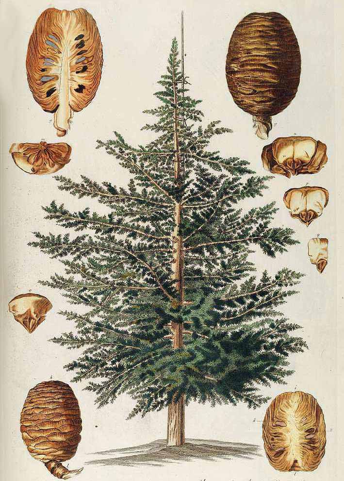 Кедр атласский (Cedrus atlantica)