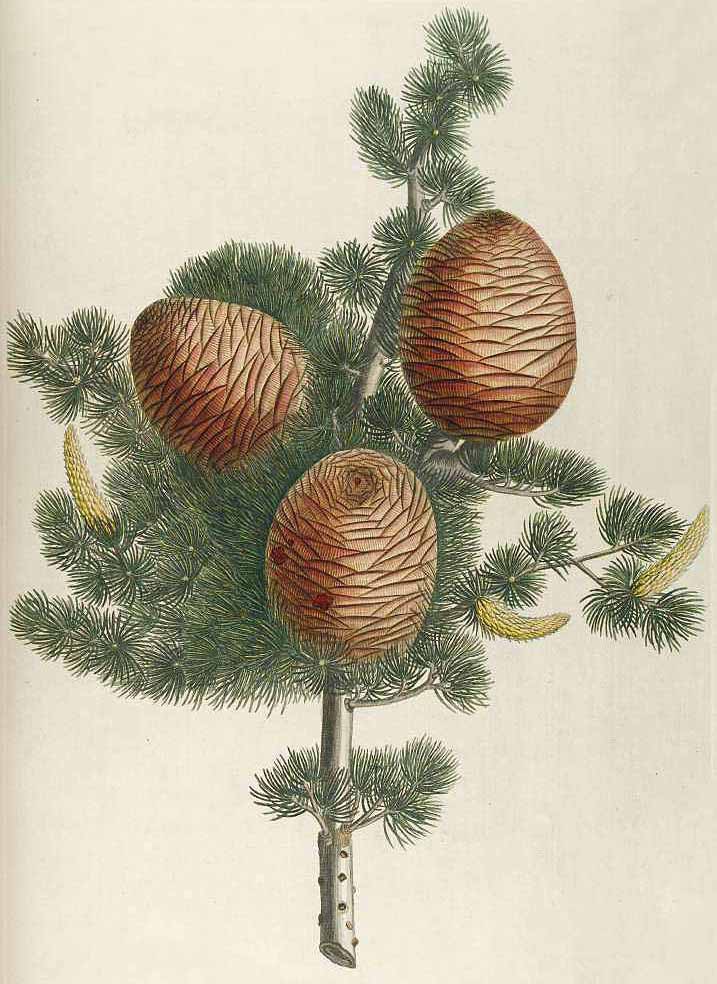 Кедр ливанский (Cedrus libani)