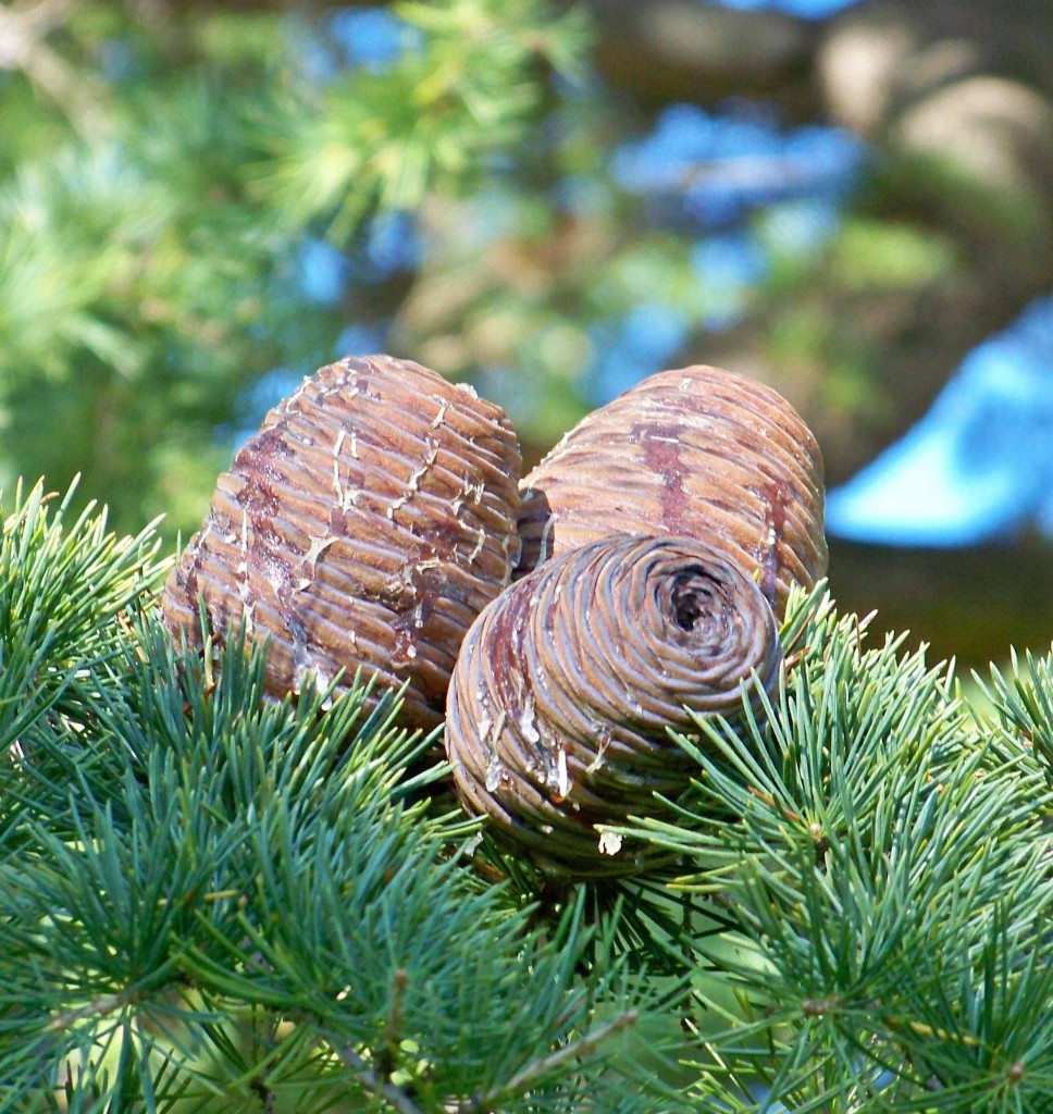 Кедр короткохвойный (Cedrus brevifolia)