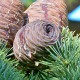 Кедр короткохвойный (Cedrus brevifolia)