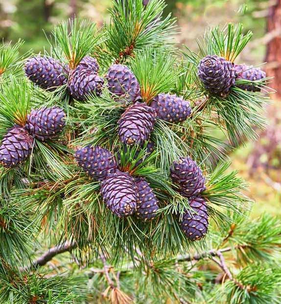 Сосна кедровая сибирская, кедр сибирский (Pinus sibirica)