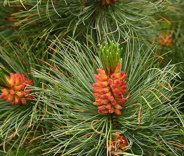 Кедровый стланик (Pinus pumila)