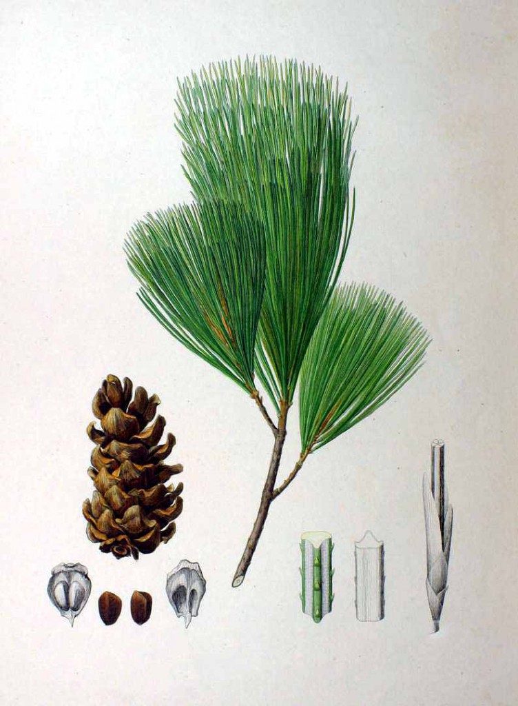 Сосна корейская или маньчжурская кедровая (Pinus koraiensis)