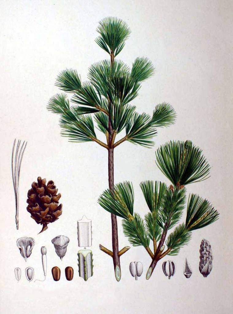 Сосна мелкоцветная (Pinus parviflora)