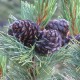 Сосна белоствольная (Pinus albicaulis)