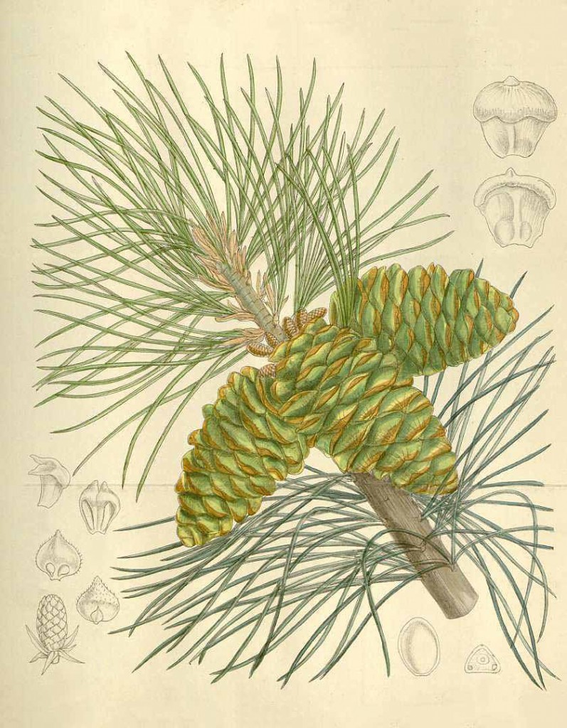Сосна гибкая, сосна кедровая калифорнийская (Pinus flexilis)