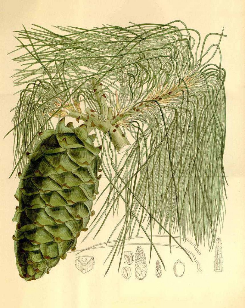 Сосна Арманда (Pinus Armandii)