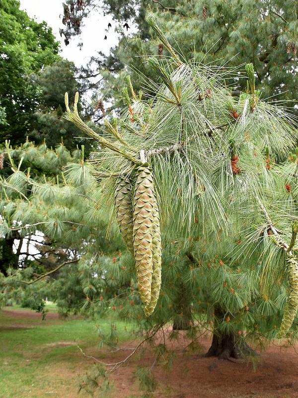 Сосна мексиканская веймутова (Pinus ayacahite)