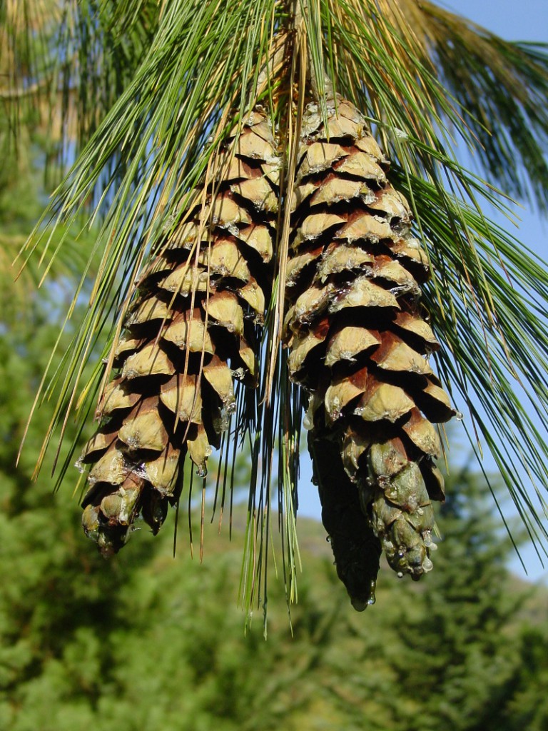 Сосна гималайская веймутова (Pinus excelsa)