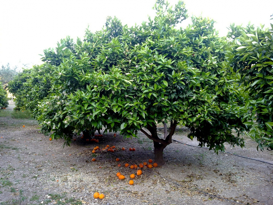 Апельсин (Citrus sinensis)
