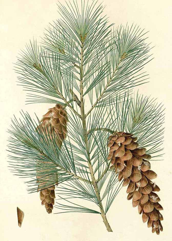 Сосна веймутова (Pinus strobus)